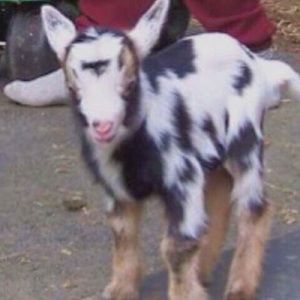 Meet your Posher, Mal